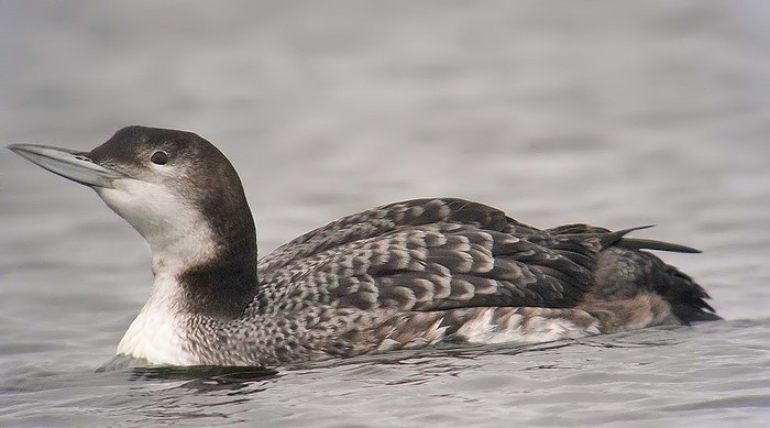 Great Northern Diver