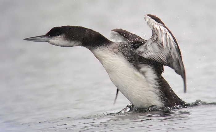 Great Northern Diver