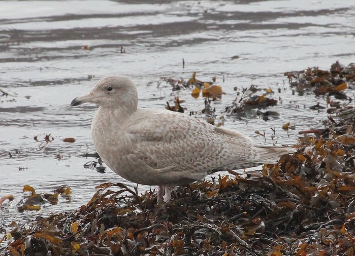 Glaucous Gull
