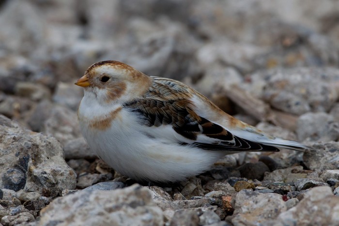 Snow Bunting