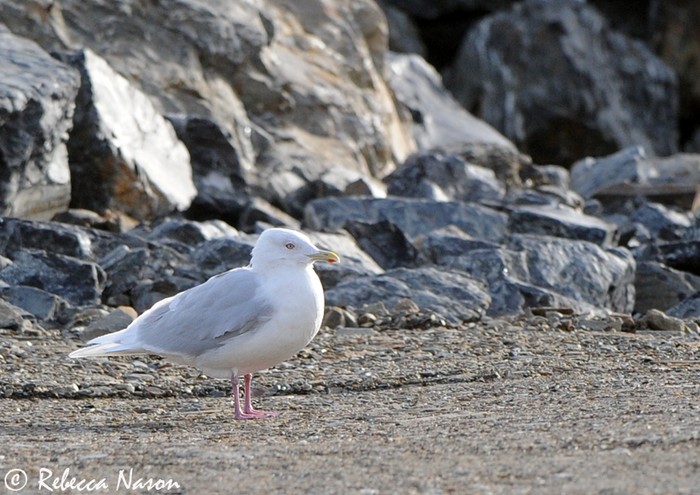 Iceland Gull