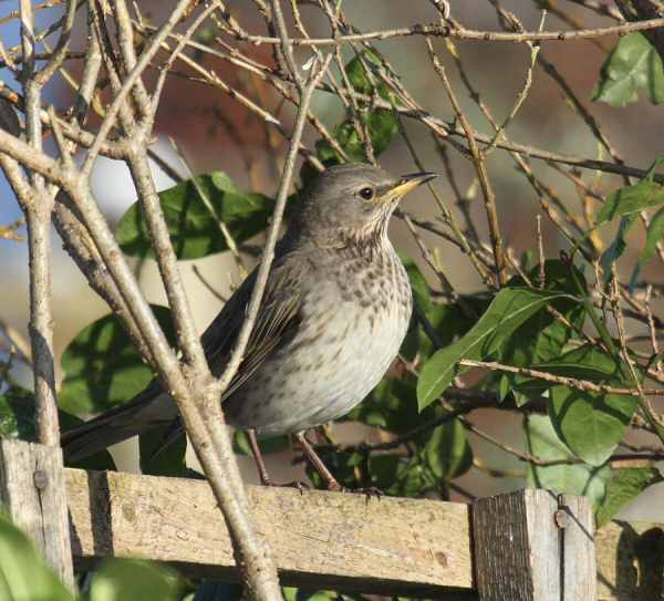 Black-throated Thrush