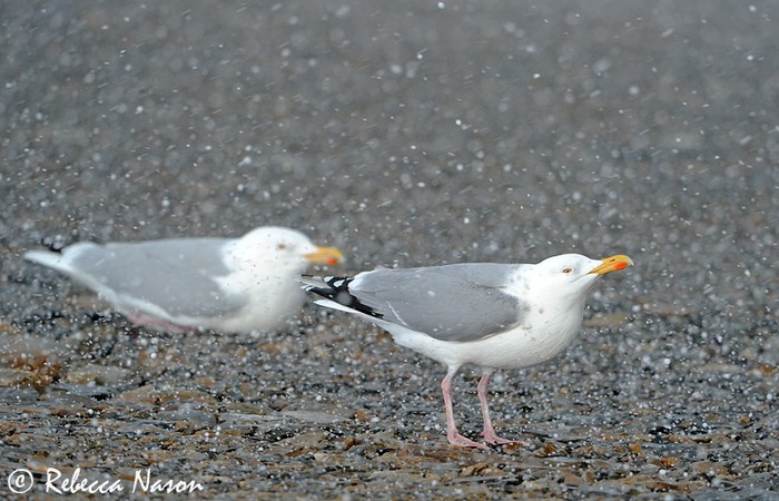Herring Gull