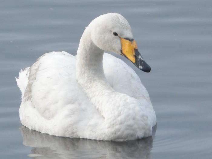 Whooper Swan