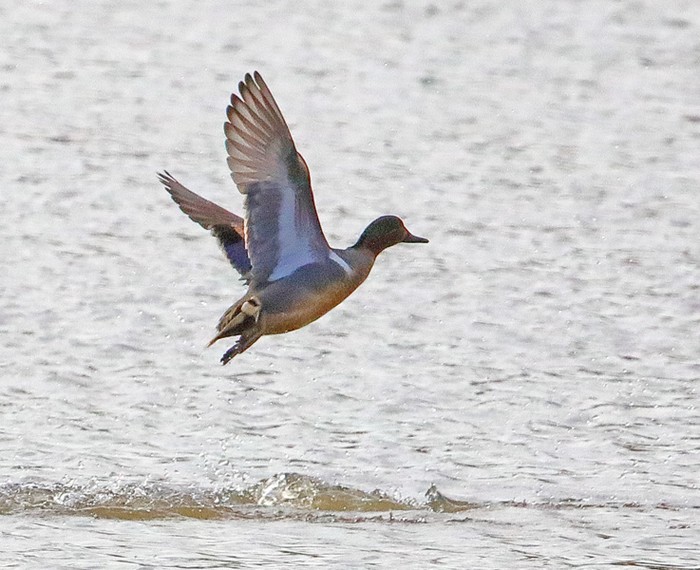 Green-winged Teal