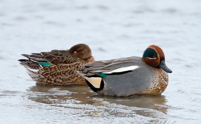 Teal