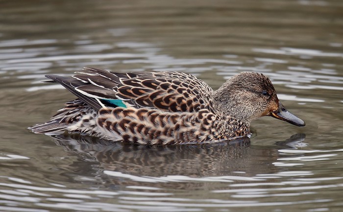 Teal