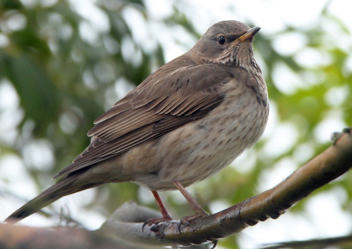Black-throated Thrush