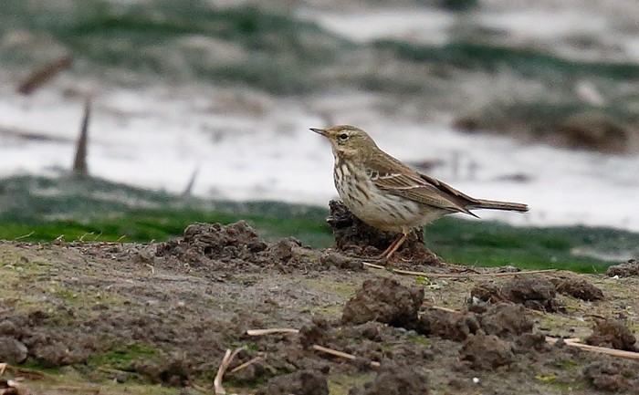 Water Pipit