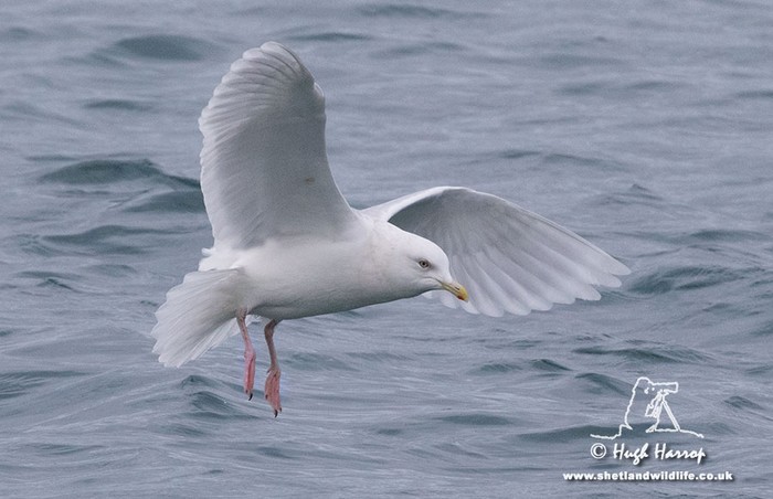 Iceland Gull