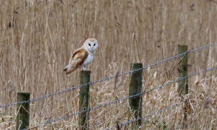 Barn Owl