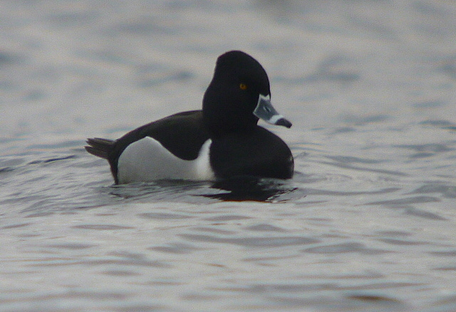 Ring-necked Duck