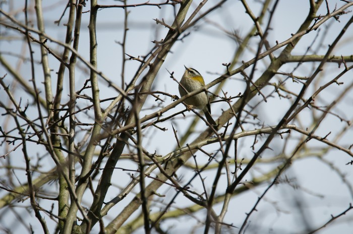 Firecrest