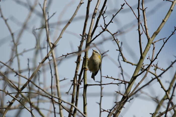 Firecrest