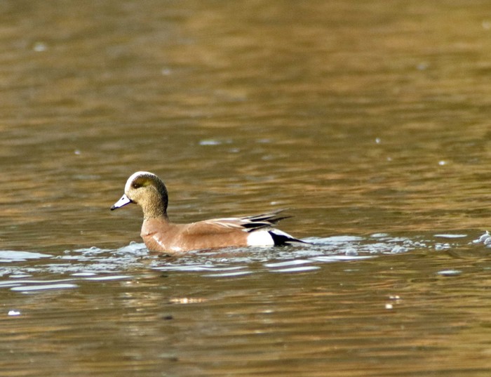 American Wigeon