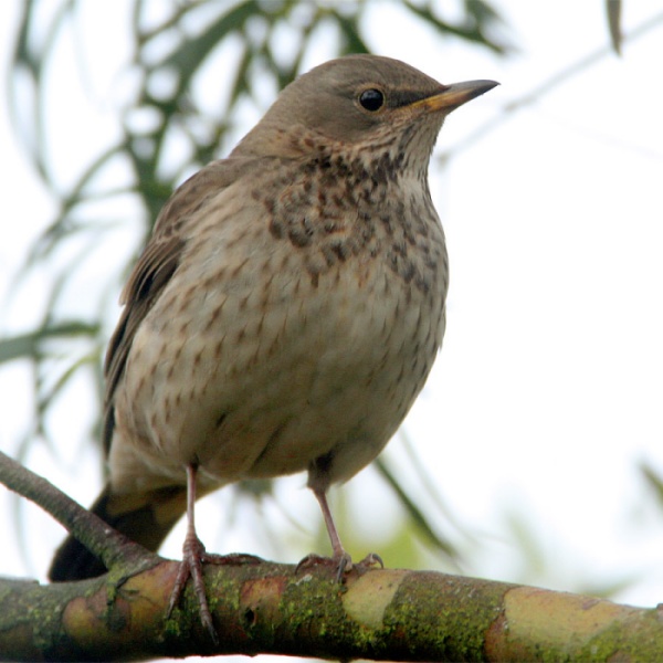 Black-throated Thrush