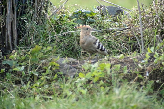 Hoopoe