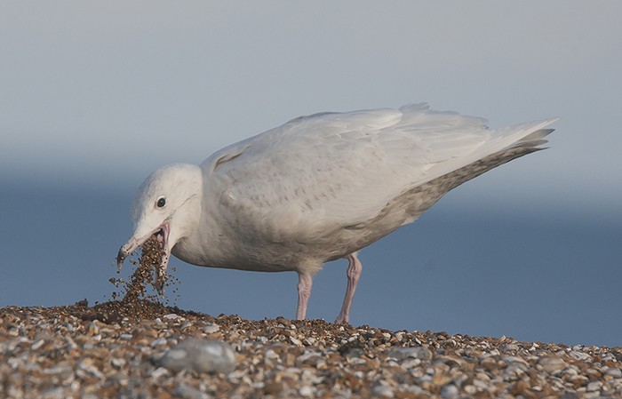 Glaucous Gull