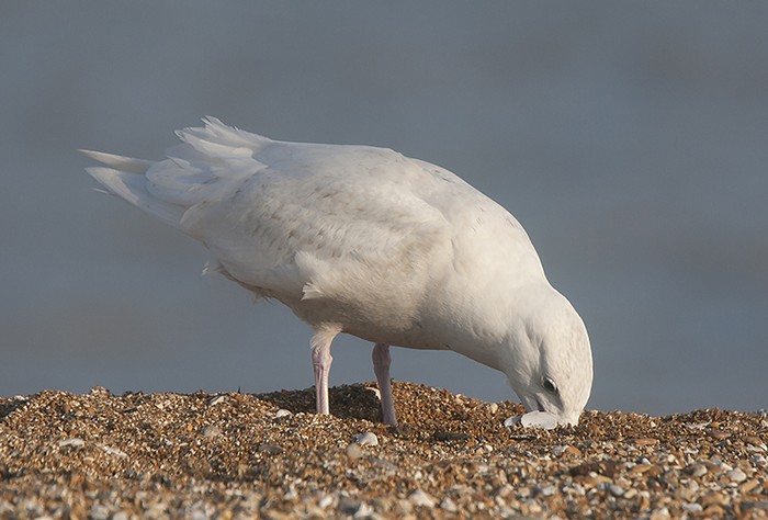 Glaucous Gull