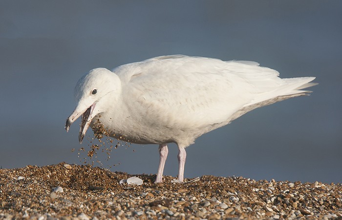 Glaucous Gull