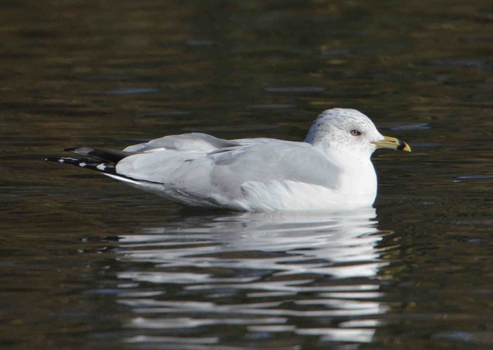 Ring-billed Gull