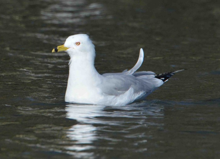 Ring-billed Gull