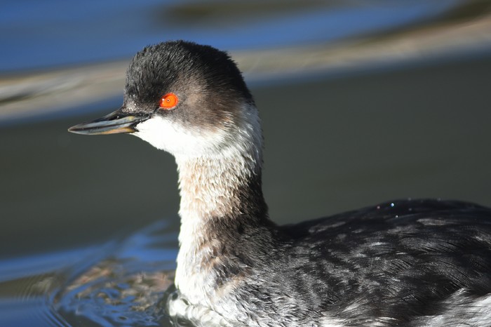 Black-necked Grebe