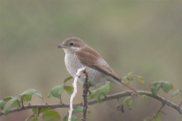 Red-backed Shrike