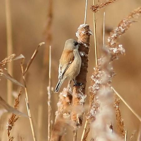 Penduline Tit