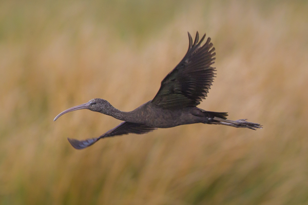 Glossy Ibis