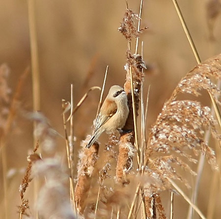 Penduline Tit