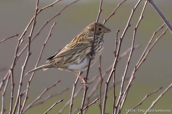 Corn Bunting