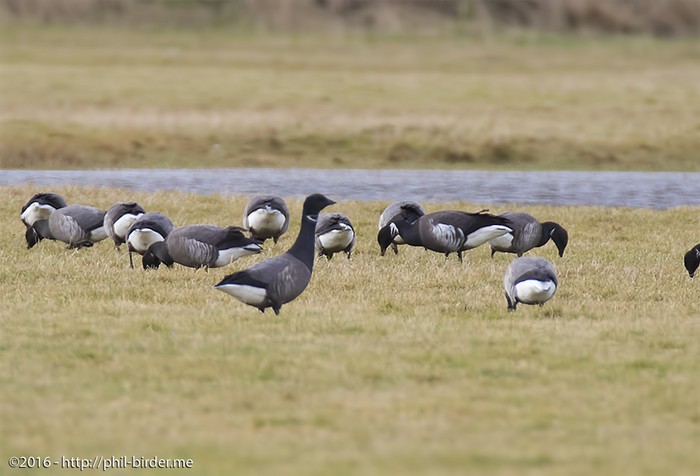 Black Brant