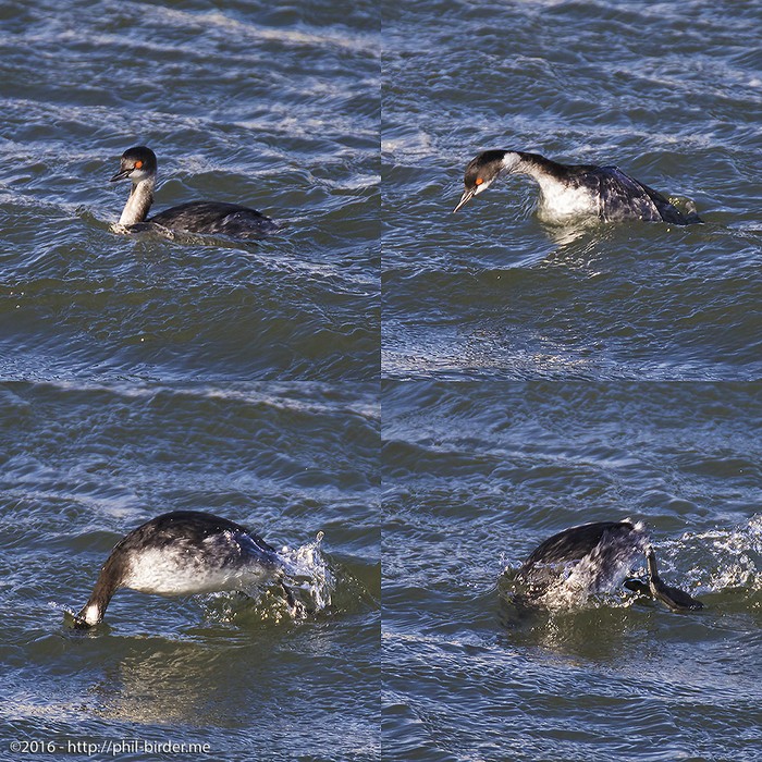 Black-necked Grebe
