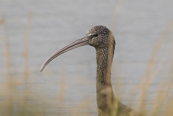 Glossy Ibis