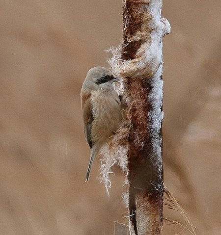 Penduline Tit