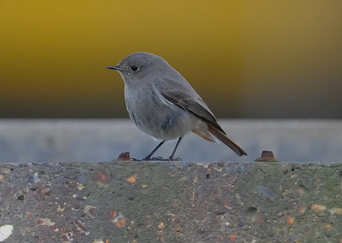 Black Redstart