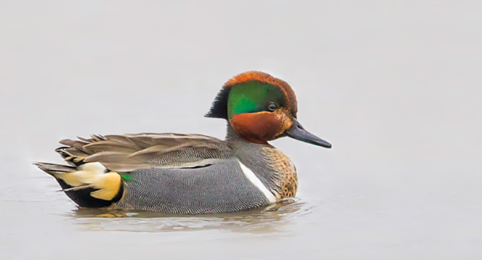 Green-winged Teal