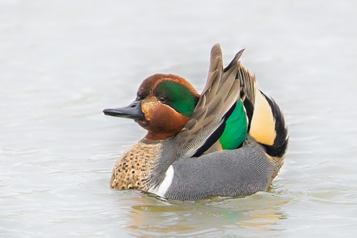 Green-winged Teal