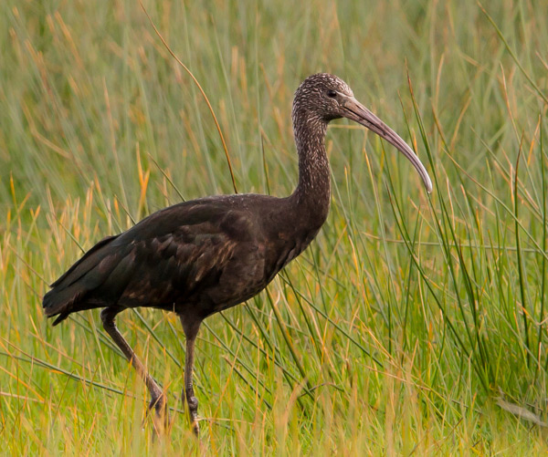 Glossy Ibis