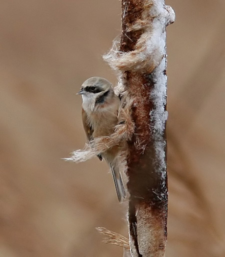 Penduline Tit