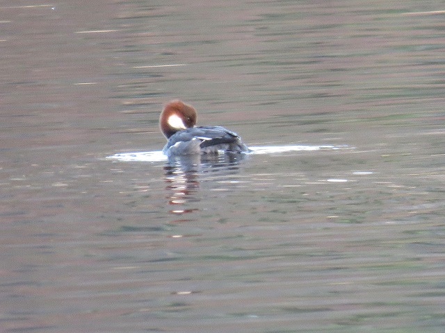 Smew