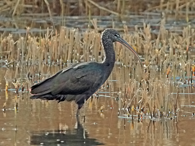 Glossy Ibis