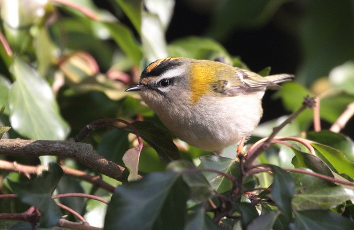 Firecrest