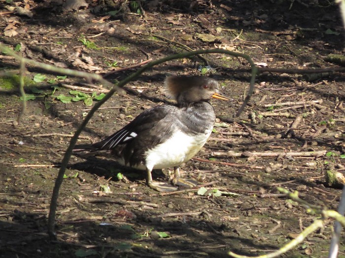 Hooded Merganser
