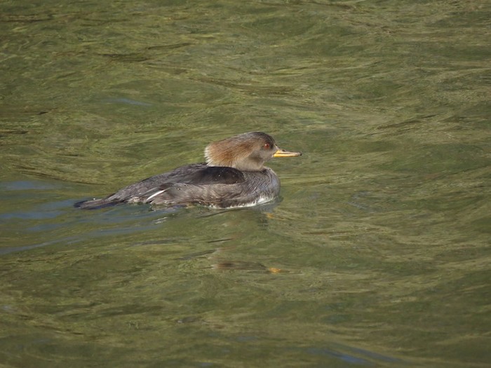 Hooded Merganser