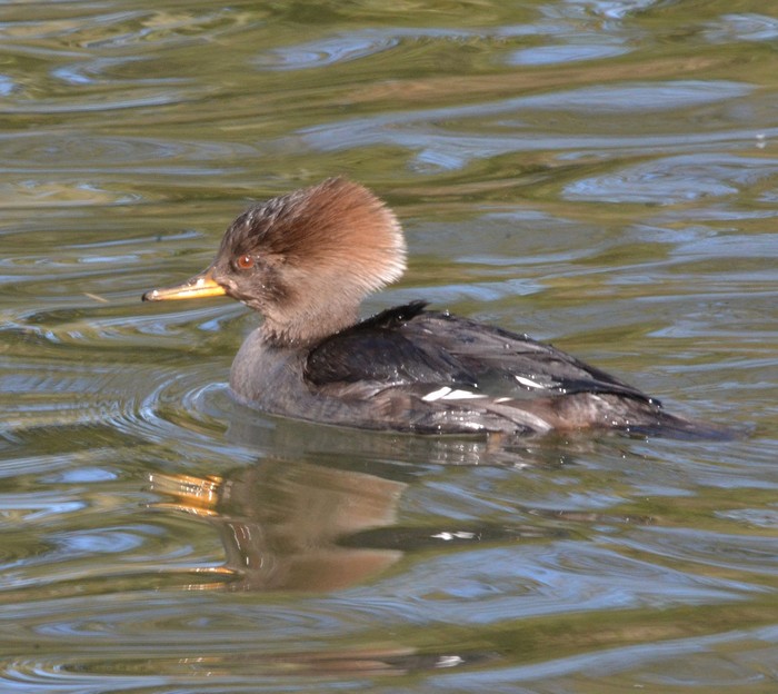 Hooded Merganser