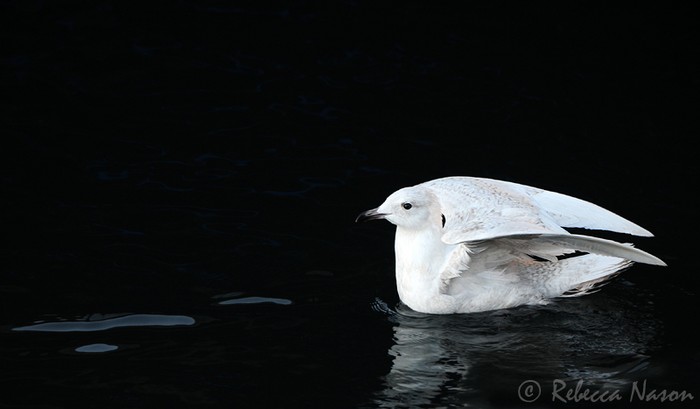 Iceland Gull