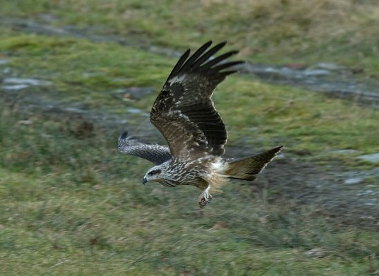 Black Kite