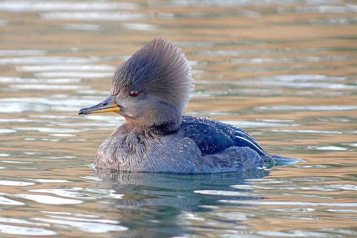 Hooded Merganser